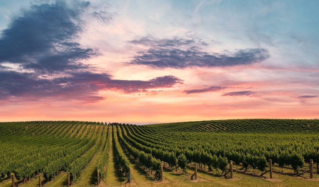 Vineyard Insurance in NZ: Why It’s Hard to Get and What to Do About It