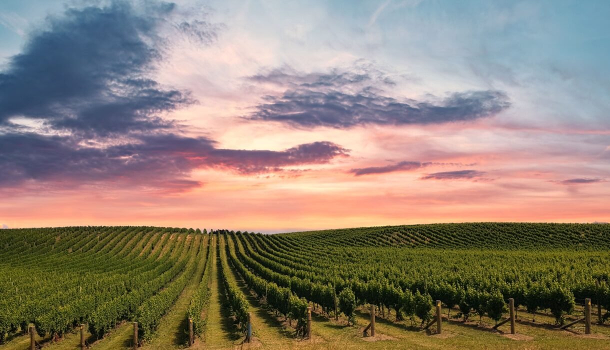 vineyard insurance NZ