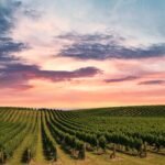 vineyard insurance NZ